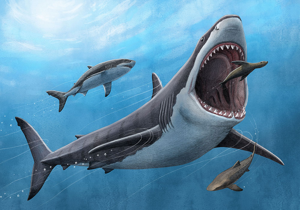 Megalodon_PNAS_Illustration1000.jpg